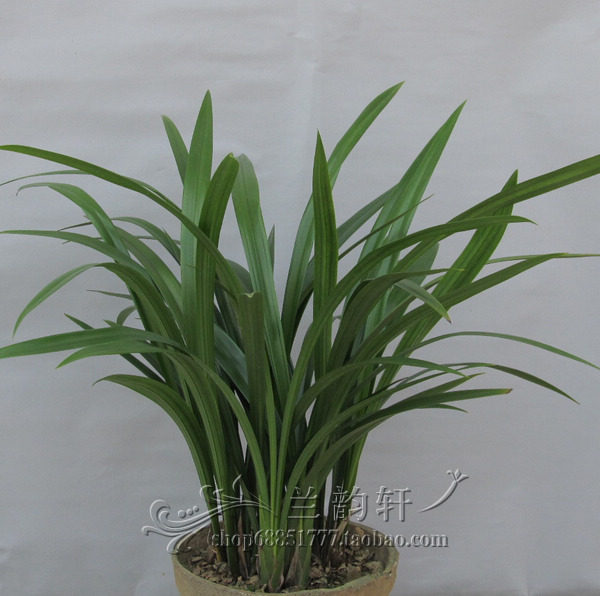 带花苞报岁兰花墨兰 仙殿白墨 素花浓香高档办公室内客厅绿植盆栽