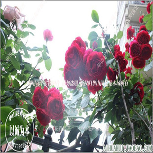 藤本月季玫瑰 御用马车 大苗 花大浓香 爬藤植物（内实物精美大图