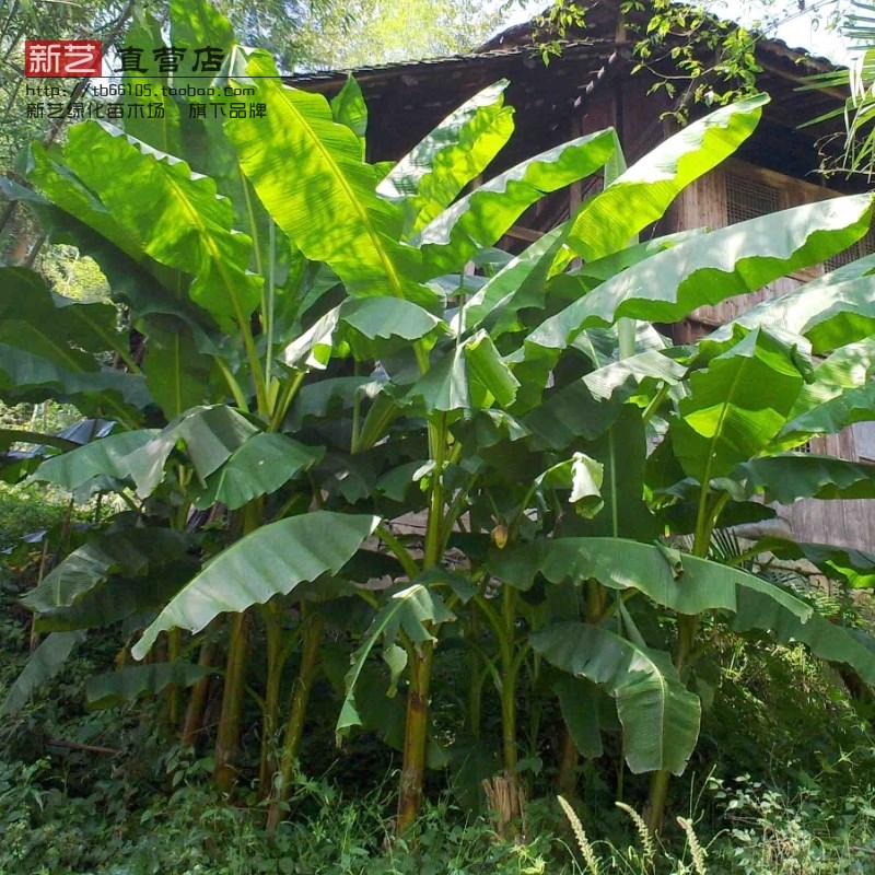 芭蕉树苗观赏风景庭院美观大方