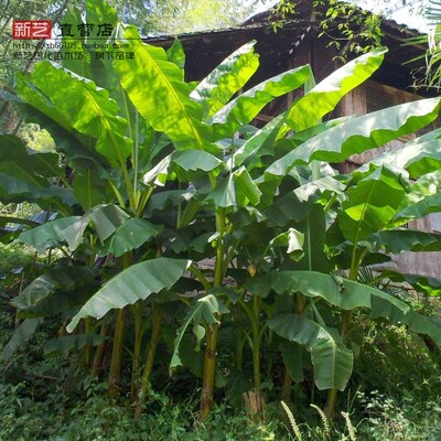 芭蕉树苗观赏风景庭院美观大方