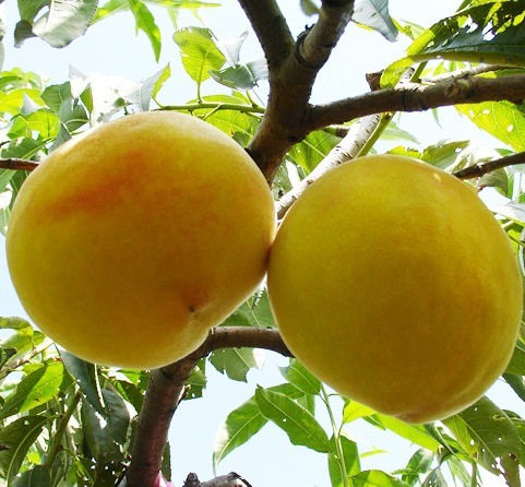 湖南果苗黄桃苗锦绣三年苗包邮