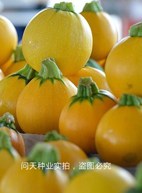 金黄色圆形金珠F1西葫芦速生好吃杂交四季春季蔬菜水果种子籽种孑