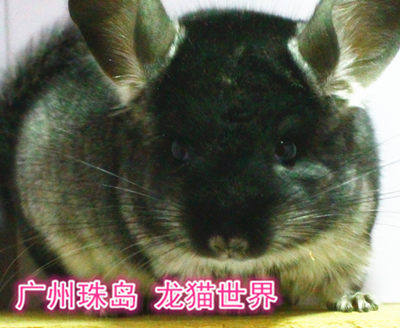 2个月大的龙猫宝宝丝黑MM 丝绒黑MM 一枚 广州实体店现售