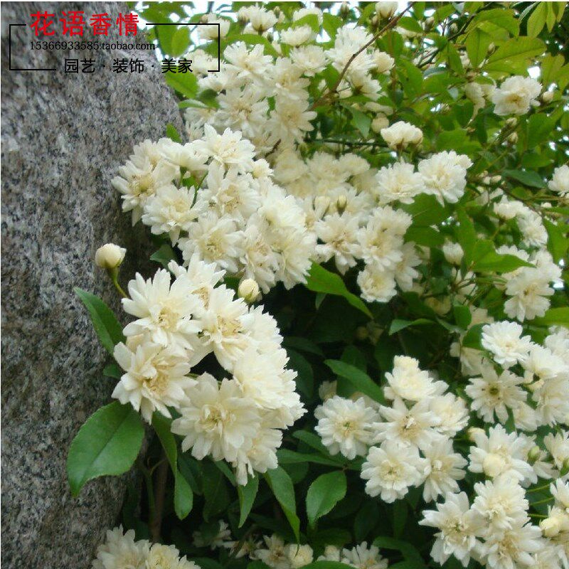 香气逼人盆栽藤本攀援花卉木香花木香藤七里香藤本蔷薇花当年开花