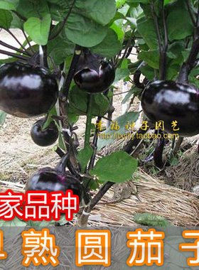 圆茄子蔬菜种子春秋播种茄瓜种