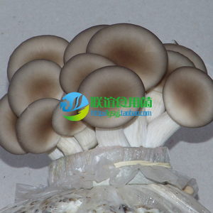 食用菌 菌种 二级种 高温平菇 秀珍菇品种 【台湾秀珍菇】原种