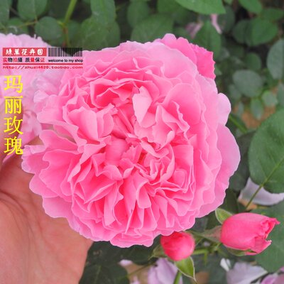 新品欧月 怀旧浪漫 玛丽玫瑰(Mary Rose)大苗 复花性好 多季花