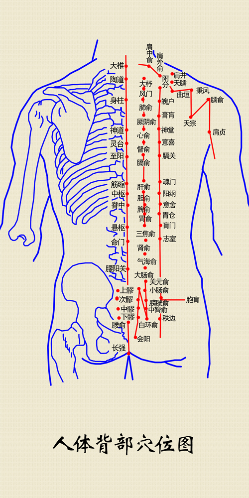 人体后背图片疼痛部位图片