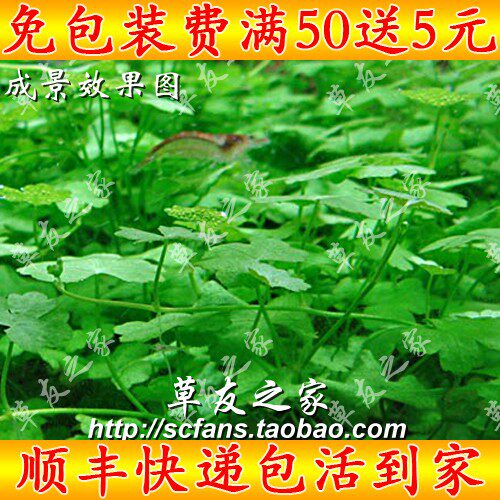 水族箱鱼缸阴性真水草活体植物 天胡荽天湖葵茜 中景前景沉木造景 - 实物图