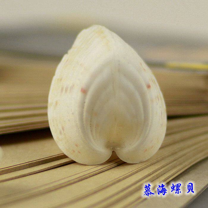 心型贝壳3-4厘米 天然海螺贝壳海星海胆海铁树 生日礼物礼品收藏