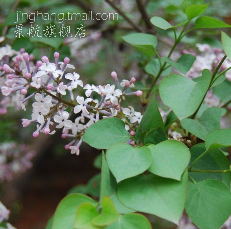 丁香花苗当年开花白丁香紫丁香百结龙梢子庭院绿化观花灌木植物