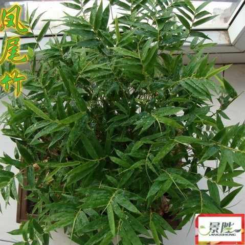 米竹 凤尾竹又称观音竹盆栽观赏竹子凤凰竹青竹佛肚竹紫竹青竹