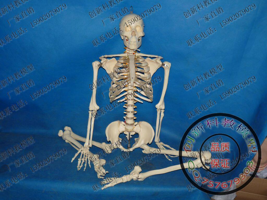 包邮直销！人体骨骼模型 人骨架