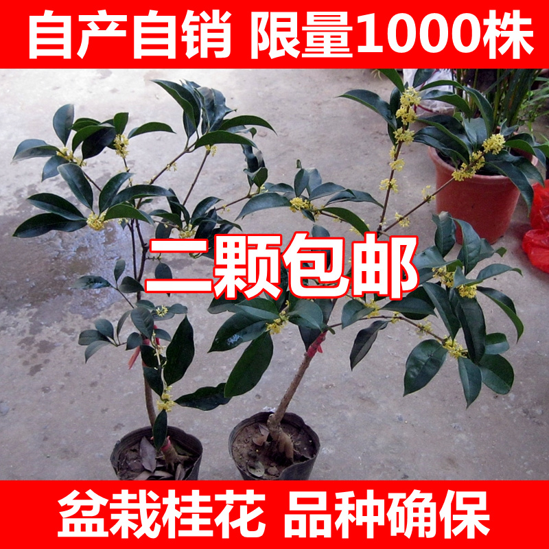 批发 庭院 盆栽植物金桂丹桂沉香八月桂 嫁接桂花树苗当年开花
