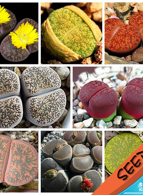 紫勋混合种子 多肉植物 生石花种子 Lithops lesliei mix 20粒