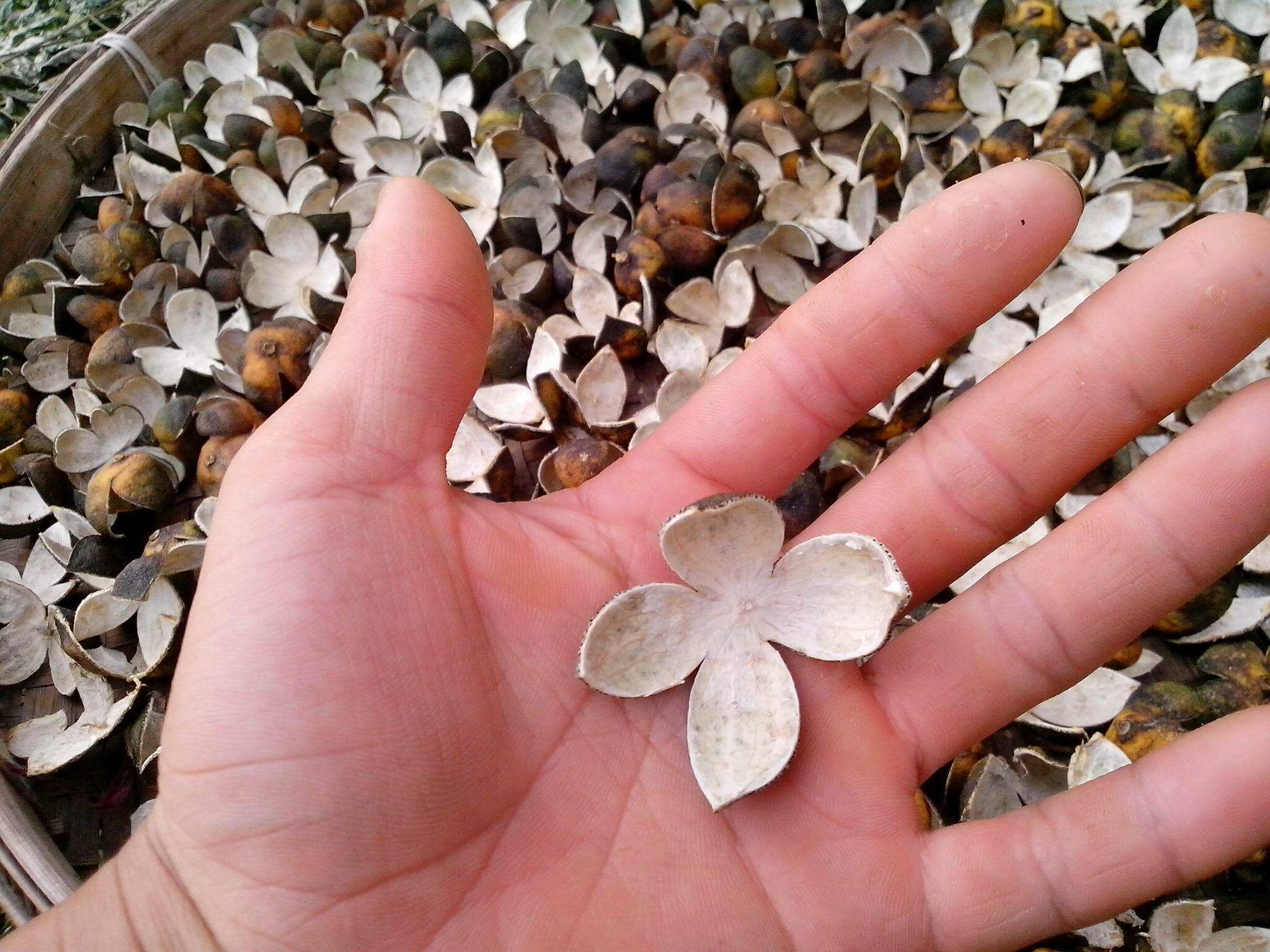 南丰蜜桔壳 陈皮 蜜桔皮非江门新会陈皮 广陈皮 贵老黄橘皮柑皮