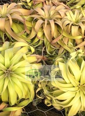 展示 空气凤梨 T.Strephylla Giant Hybrid 电卷巨型杂交