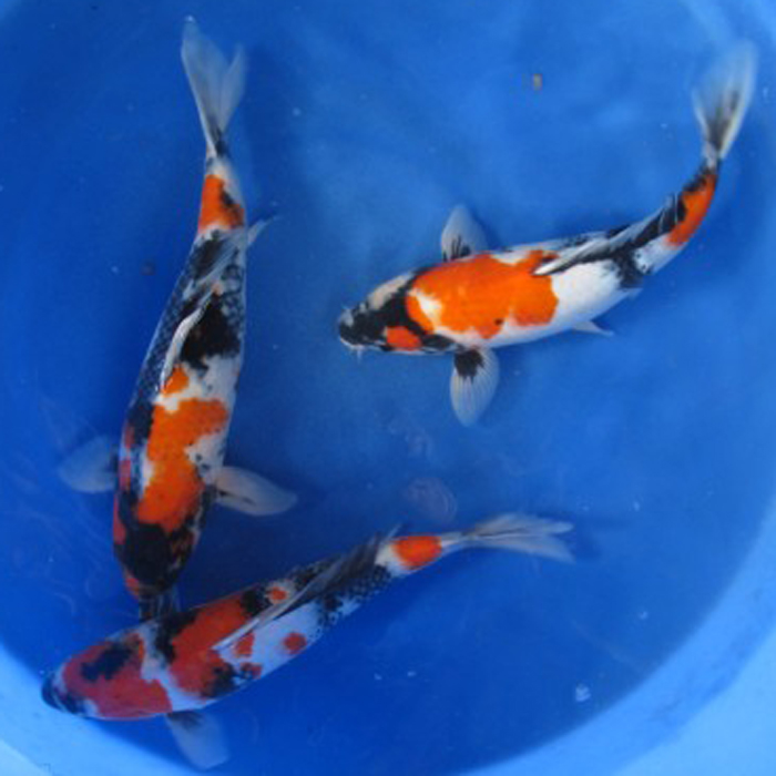 昭和 两岁 墨质好 需要的联系 日本血统纯正 大日昭和红白观赏鱼