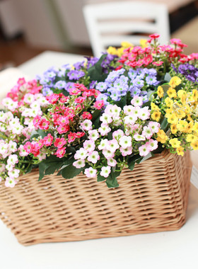 米兰花欧式乡村风客厅装饰花