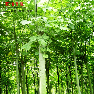 青桐梧桐青桐树苗中国梧桐梧桐树苗桐麻梧桐树风景观赏树绿化苗木