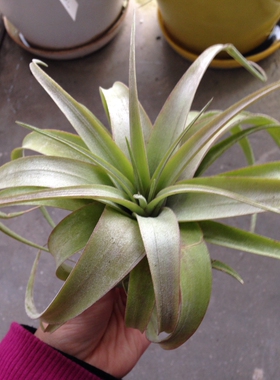 空气凤梨【精品】T.Capitata V Fasciculata 卡比塔塔变种