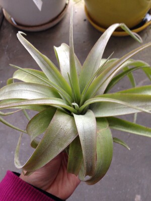 空气凤梨【精品】T.Capitata V Fasciculata 卡比塔塔变种