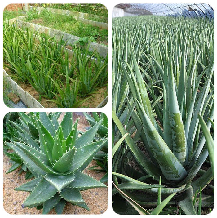 绿植盆栽不夜城芦荟好望角芦荟芦荟