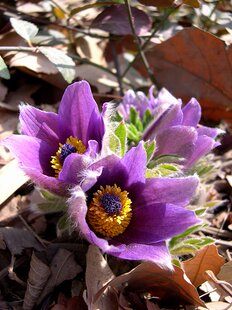 白头翁 老虎花苗  观花植物精品盆景10年老店买5送1