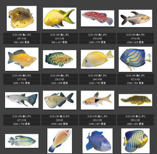 七彩鱼类图片 素材图片图库