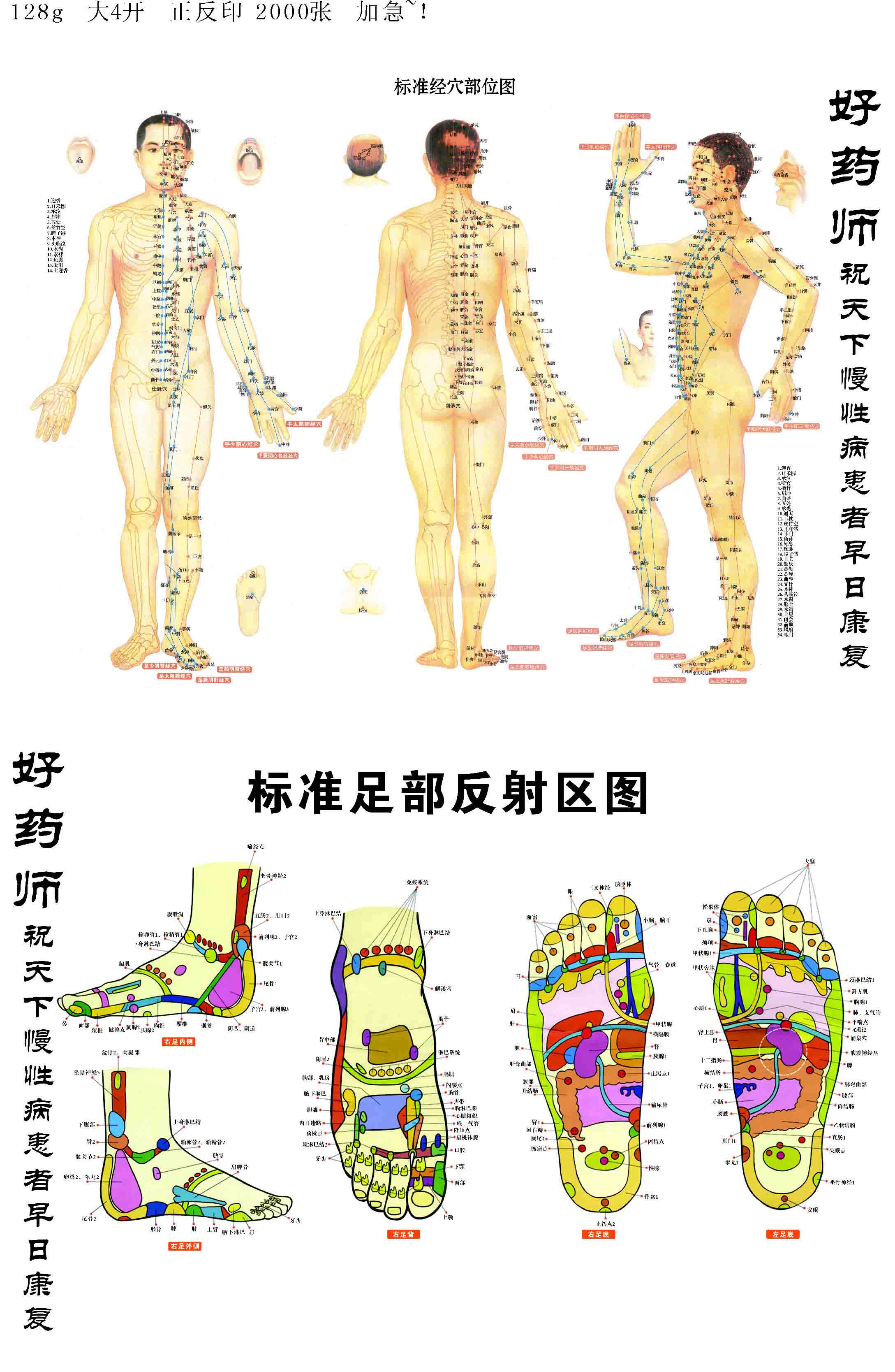 569海报印制海报展板素材257标准经穴部足部反射区图