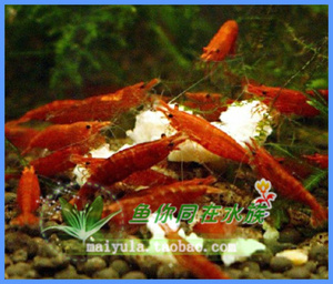 急火虾 极火虾 观赏虾 正宗烤漆虾 不卖劣品虾 烤漆虾 烤漆