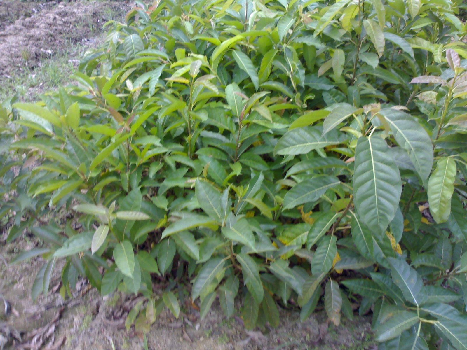 大叶榕苗 马榕 大青树 黄葛树 黄桷树 二十厘米左右 当年新苗