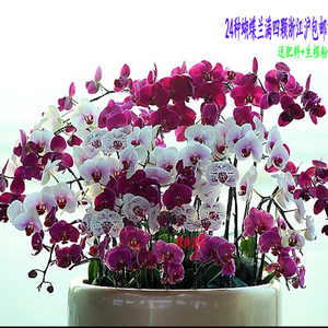 特价 蝴蝶兰花苗 蝴蝶兰 盆栽 蝴蝶兰大苗小苗 蝴蝶兰苗 24种齐全