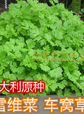 【意大利雪维菜种子】车窝草 chervil 茴芹峨参细叶香芹香草种子