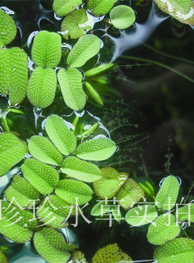 水草槐叶萍 浮萍，100%自产（一朵）-珍珍水草
