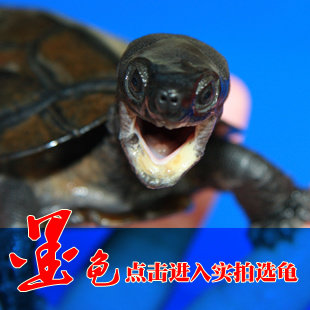 半墨龟 会碳墨公乌龟公草龟宠物龟可配母草龟活体包活228起