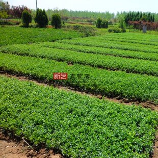 卫矛苗卫矛球冬青苗四季常青耐寒绿化工程苗木别墅庭院绿篱篱植物