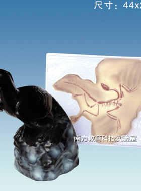 33031始祖鸟化石及复原模型 动物 生物演示器材 教学仪器 正品