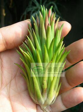 空气凤梨【展示】Tillandsia ionantha Apretado（大）
