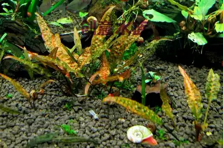 老顾水草推荐珊瑚莫斯绑火山石自家种植水中叶