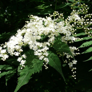 雪梅白梅花珍珠梅当年开花梅花树苗阳台庭院盆栽不惧严寒梅花树苗