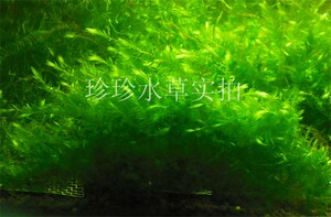 翡翠MOSS MOSS 自产 珍珍水草