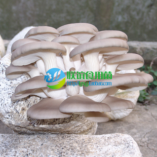 食用菌 菌种 二级种 灰褐色平菇 秀珍菇品种 【江都71号】 原种
