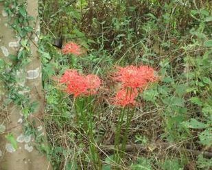野生新鲜红花石蒜 老鸦蒜球种痈疽肿毒疔疮 家园盆景 彼岸花
