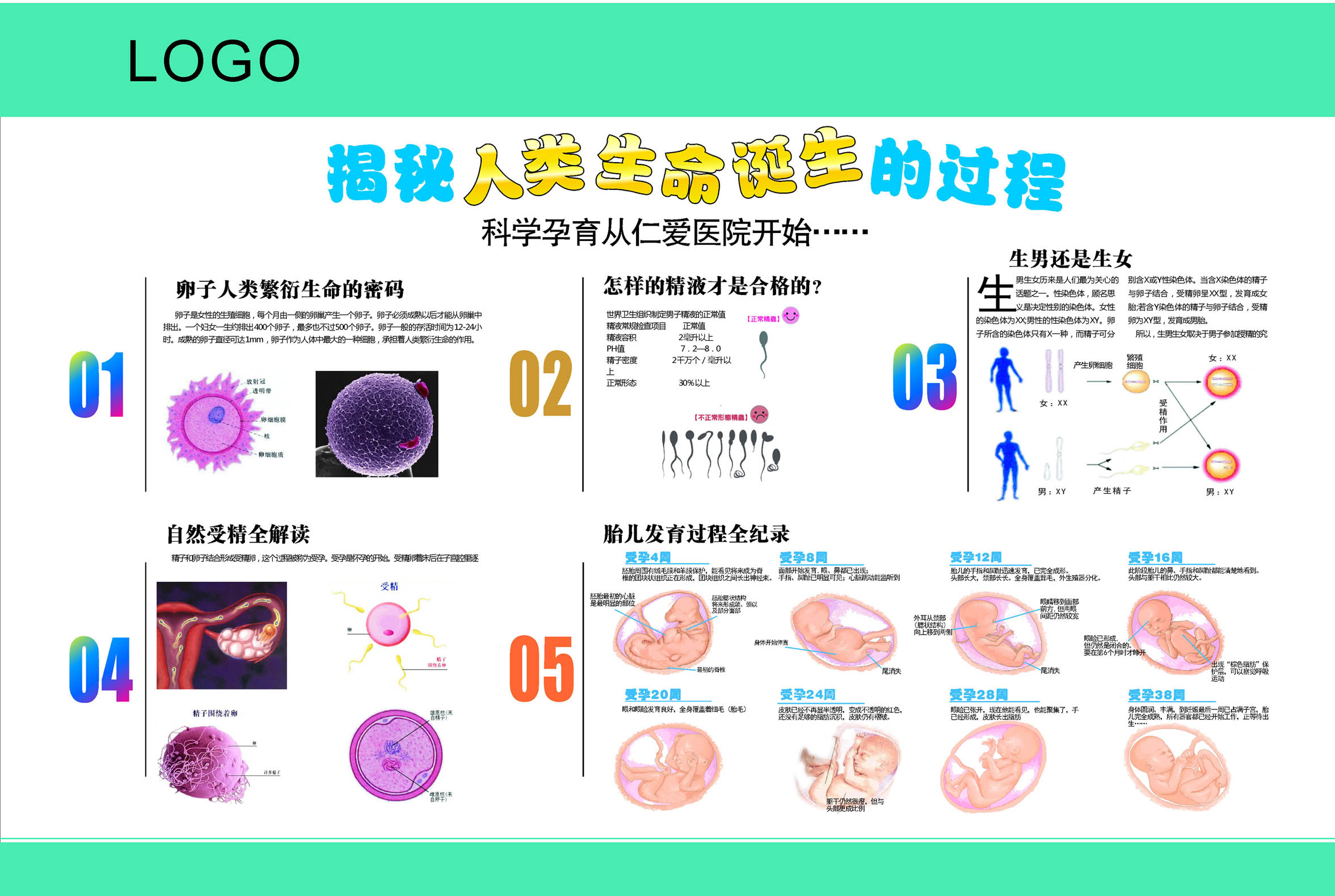 595海报印制海报展板素材503揭秘人类诞生的过程胎儿发育历程