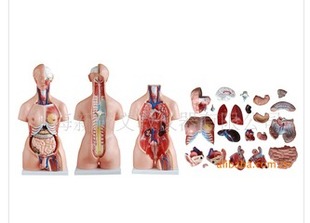 教学培训专用仿真人 解剖模型 23件 85CM两性人体躯干模型