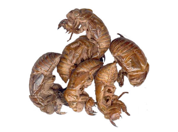 中药材 蝉蜕（知了皮/蝉衣/蝉退）500克   店里还有金蝉花