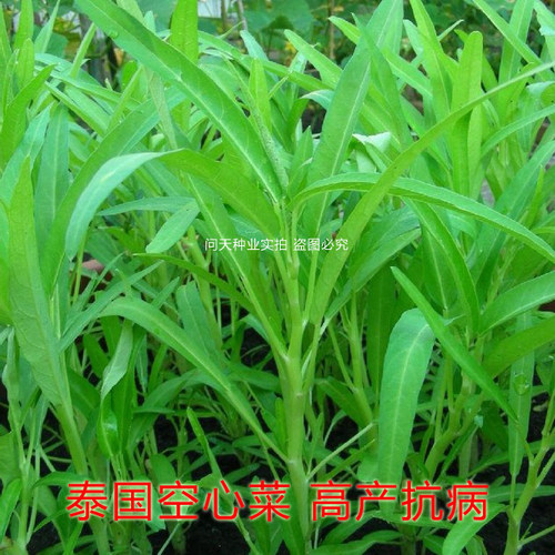 泰国竹叶周期容易四季空心菜种子
