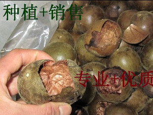 23年广西新农家优质汉果茶 包邮 罗汉果大破果要满3斤