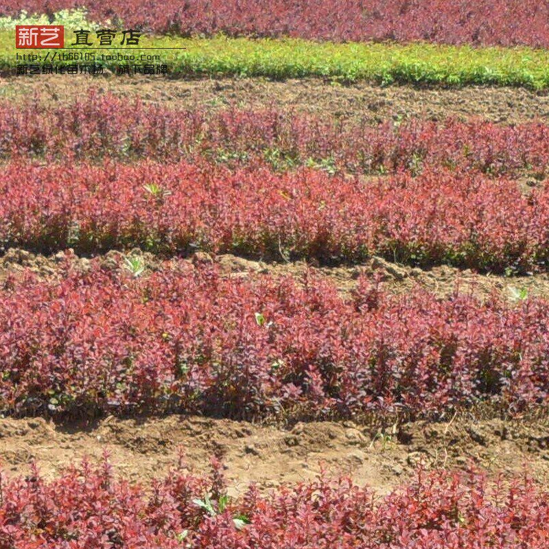 绿化苗花坛灌木篱笆树苗红叶小檗苗红叶小波紫叶小檗苗红叶树苗